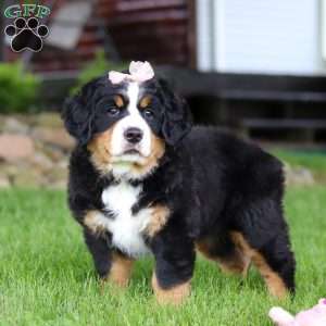 Sadie, Bernese Mountain Dog Puppy
